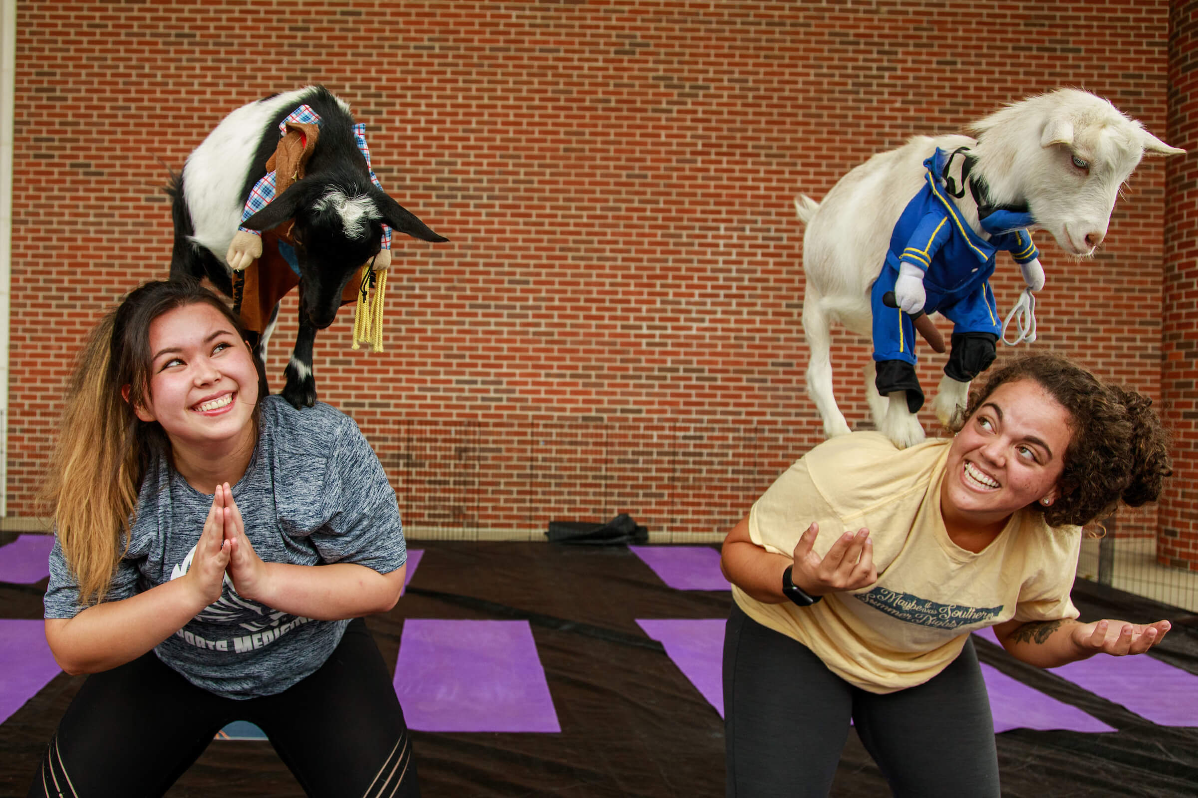 Goat yoga at the University Center.